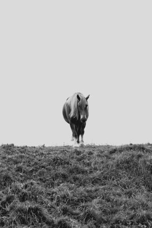 horse pasturing on green meadow