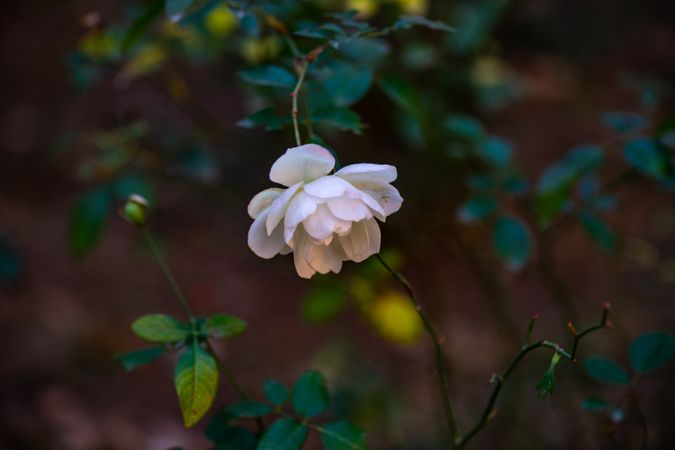 Blooming wild rose