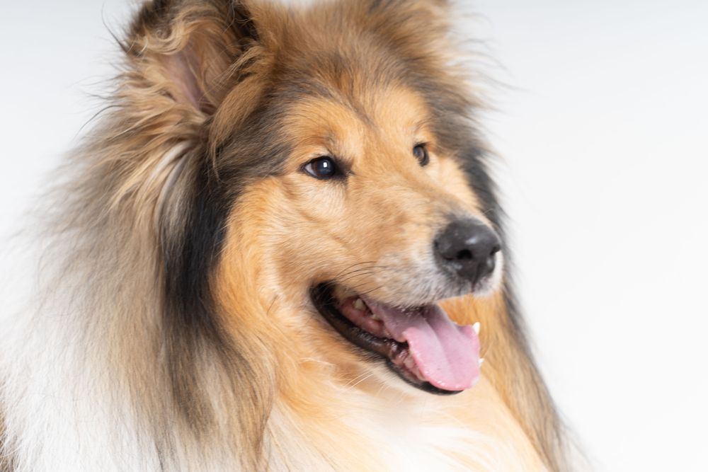 Beautiful Scottish shepherd with copy space in studio