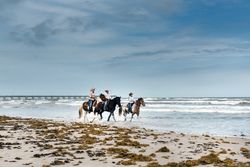 Three people on horseback on the appaloosa, ride along Padre Island, near Corpus Christi, Texas Q4djE0