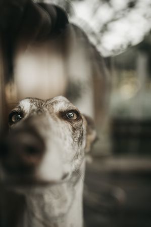 Funny greyhound looking out window