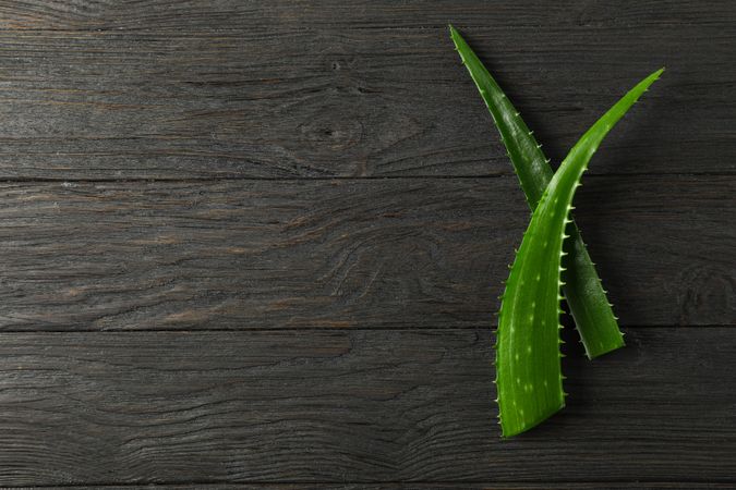 Aloe vera leaves on wooden background, space for text. Natural treatment