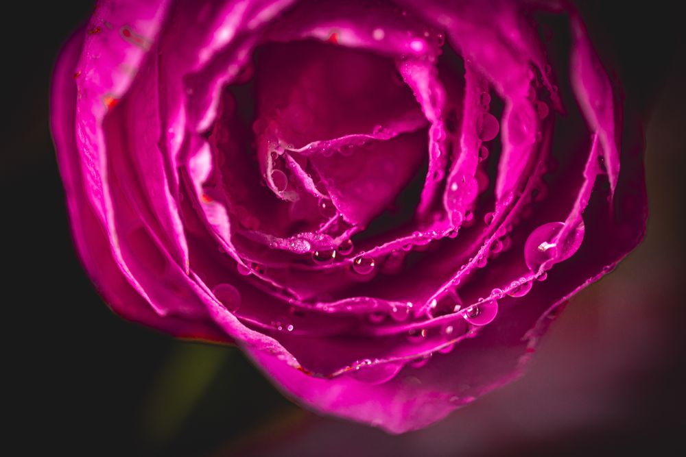 Center of pink camellia flower in dark studio