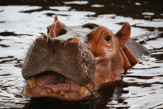 Hippopotamus in body of water
