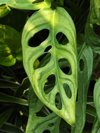 Monstera Adansonii plant pattern green background