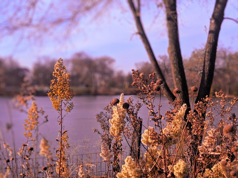 Park Plants in the Fall