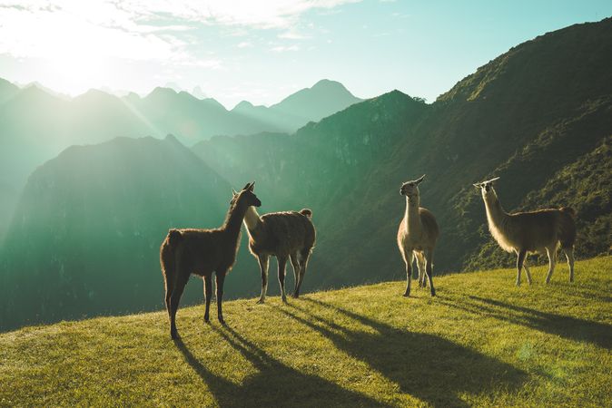 Four llamas standing in morning sunlight on slope in Australia