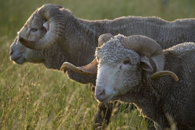 Two ewes standing in a field on a farm
