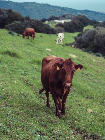 Brown cow pasturing on green meadow in village
