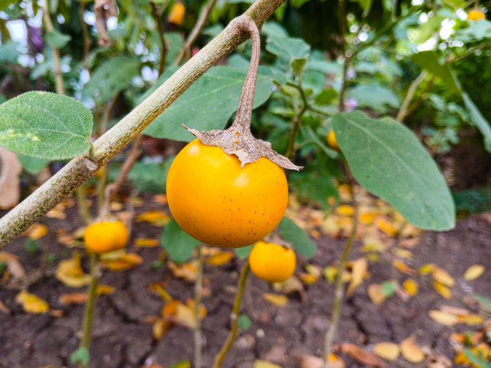 yellow eggplant