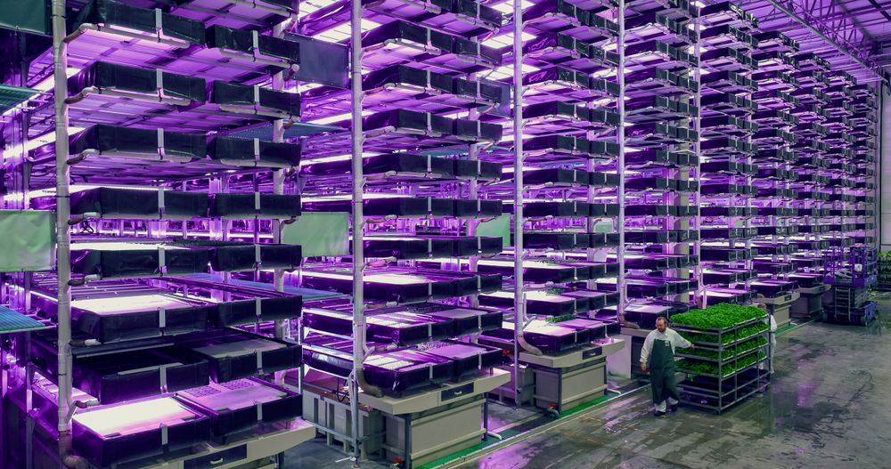 Aerial Shot at a Big Vertical Farm with Multiple Rows and Layers of Produce. Facility Workers Towing a Rack with Fresh Green Vegetable Leaves. Farmers Preparing Crops for Wholesale
