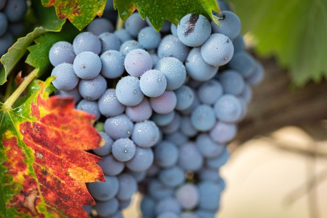 Vineyard with Lush, Ripe Wine Grapes on the Vine Ready for Harvest