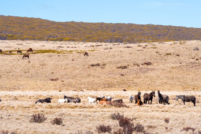 Herd of horses in brown field