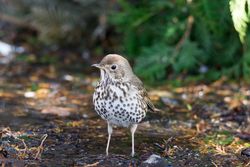 Hermit thrush bird on ground during daytime