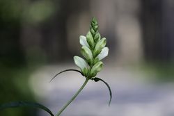 Turtlehead plant at Warren Nelson Memorial Bog in Meadowlands, Minnesota