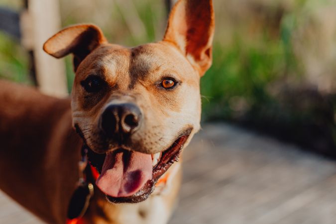 Relaxed brown dog standing on terrace