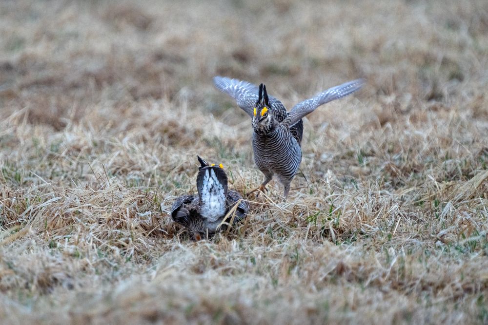 2 Male Prairie Chickens on the booming grounds at Hamden Slough National Wildlife Refuge in Hamden Township, Minnesota