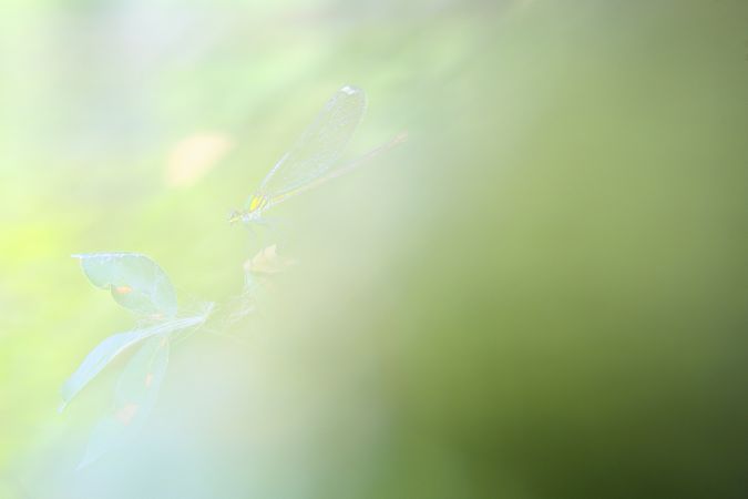Dragon-fly on thin twig of plant