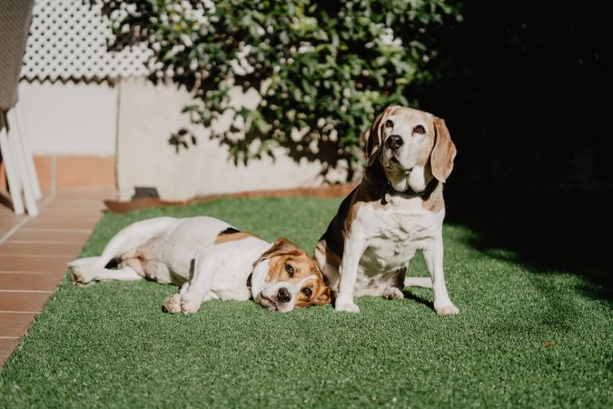 Cute beagles on lawn in yard