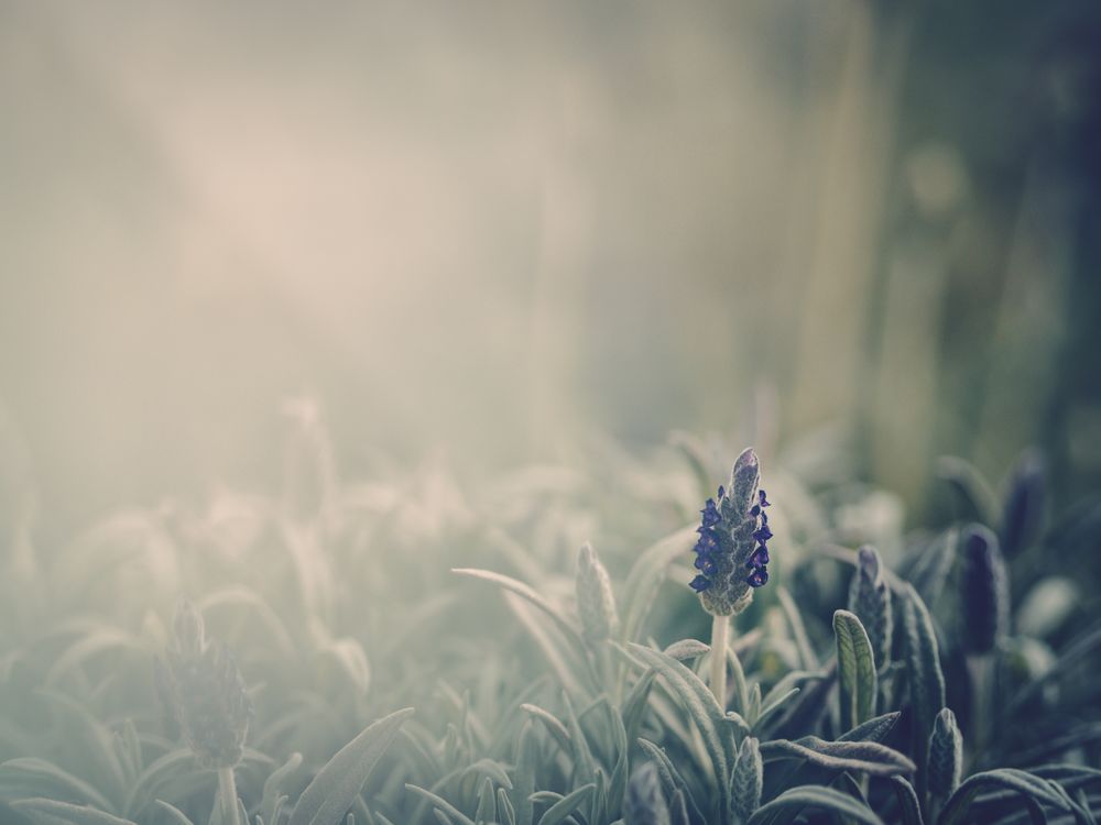 Pretty flower growing in garden