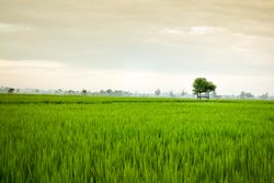Lush green grass with trees on misty day in Indonesia
