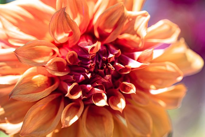 Center of orange dahlia with selective focus
