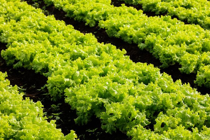 Indonesia Lettuce Bed Planter on Bandung Barat