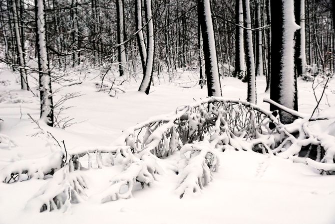 Winter forest with snowy trees