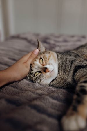 Crop hand stroking cat