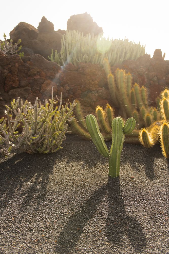 Bunch of prickly cactus