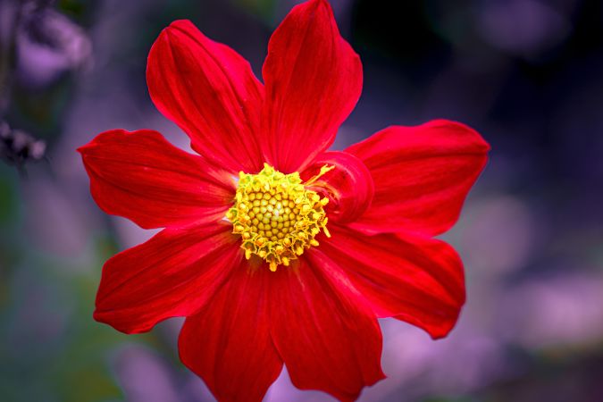 Red flower with yellow pistils