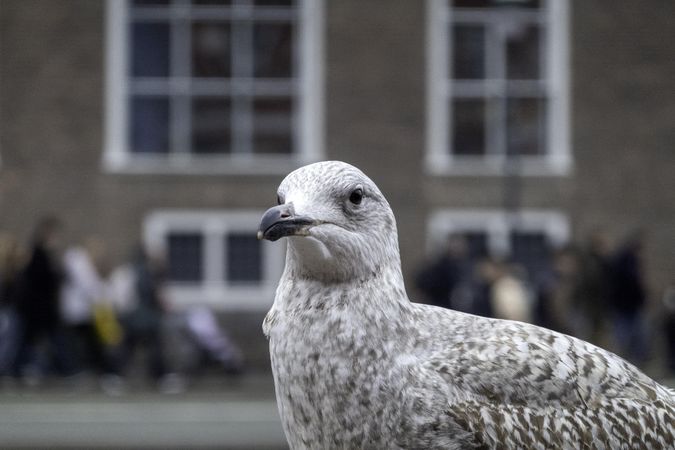 Close up of seagull in Copenhagen