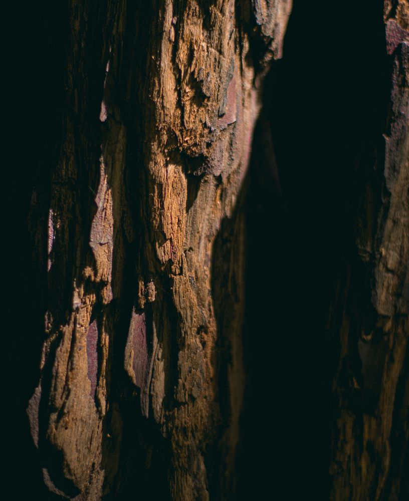 Texture of tree bark
