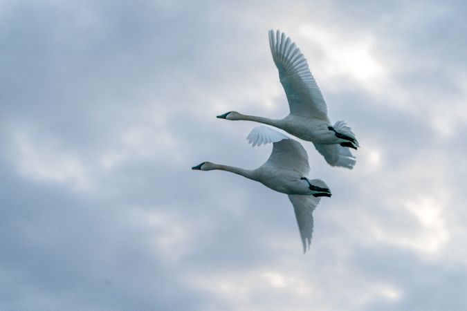 Trumpeter Swans in flight in McGregor, Minnesota