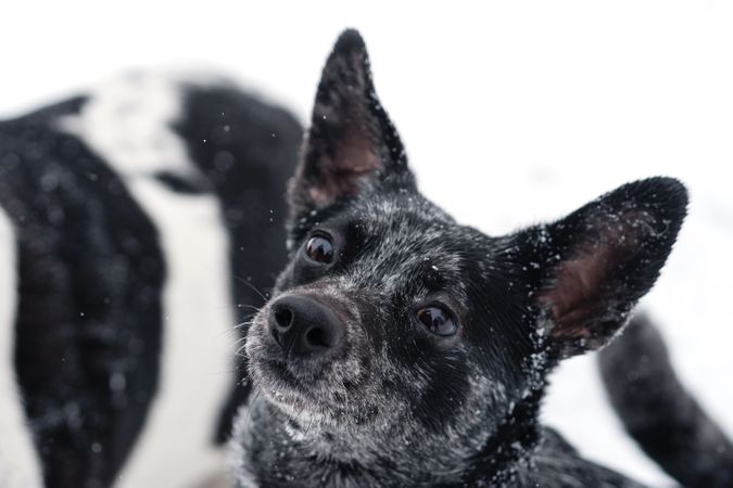 Inquisitive Dog in Snow