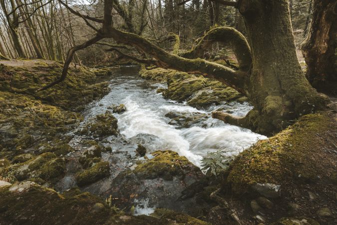 Raging river flowing through old forest
