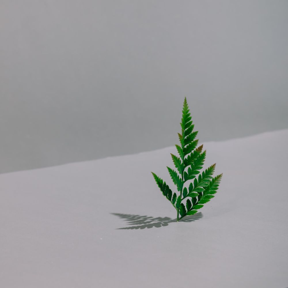 Single leaf standing upright on on kitchen table