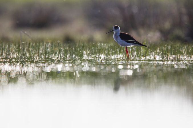 Wild bird walking on water