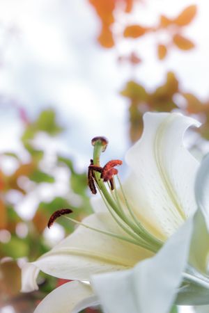 Close up of center of lily flower