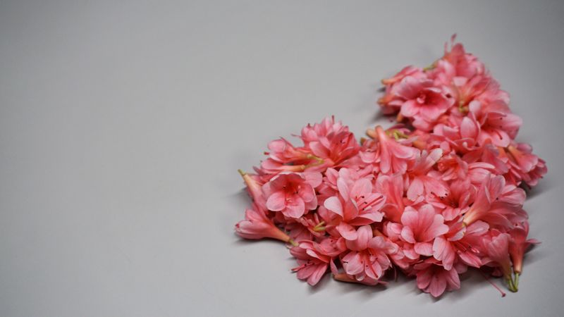 Heart-shaped pink petals