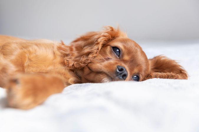 Sleepy cavalier spaniel lying on bed