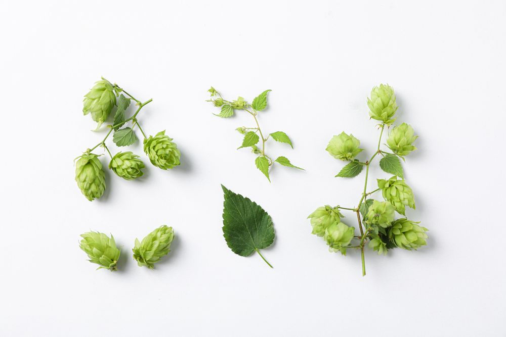 Flat lay composition with hop on background, space for text