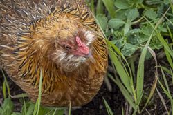 Close up of hen in field
