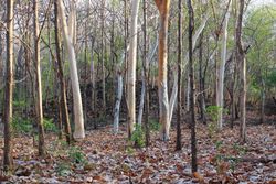 fallen leaves