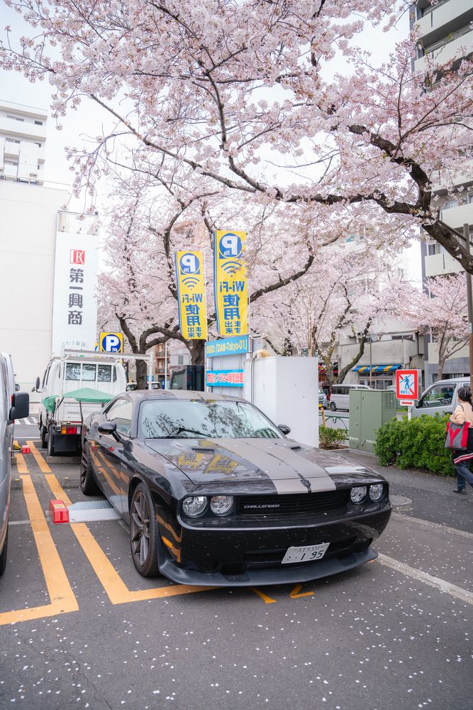 Car on the road under cherry blossom tree in Japan