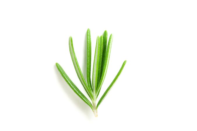 Fresh green rosemary isolated on blank background