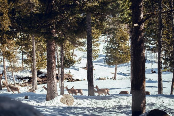 Noble deers near trees between snow