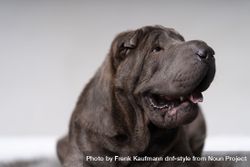 Portrait of shar pei dog looking to the side bYqnBg