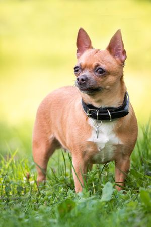 Brown chihuahua outdoor