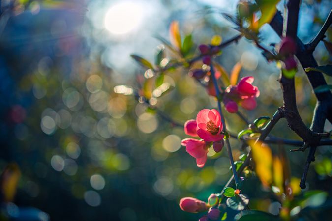 Pink flower in a bush with sunray coming through